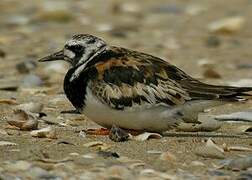 Ruddy Turnstone