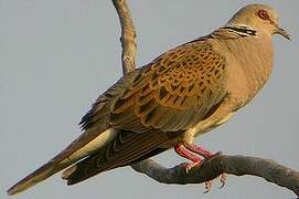 European Turtle Dove