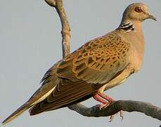 European Turtle Dove