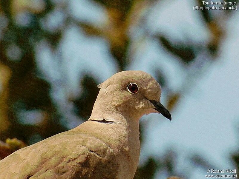 Eurasian Collared Dove