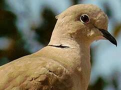 Eurasian Collared Dove