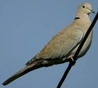 Eurasian Collared Dove