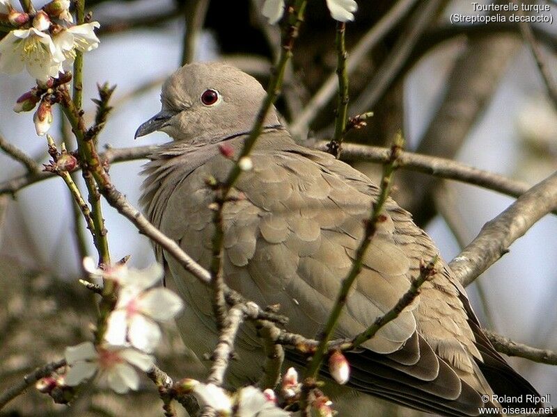 Eurasian Collared Dove