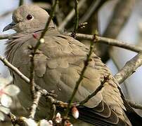 Eurasian Collared Dove