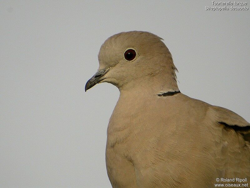 Eurasian Collared Doveadult