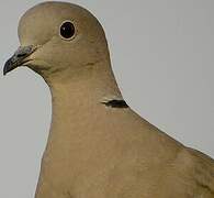 Eurasian Collared Dove