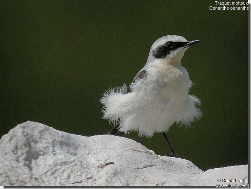 Northern Wheatear male adult breeding