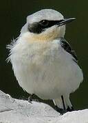 Northern Wheatear