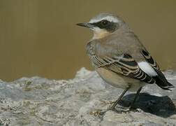 Northern Wheatear