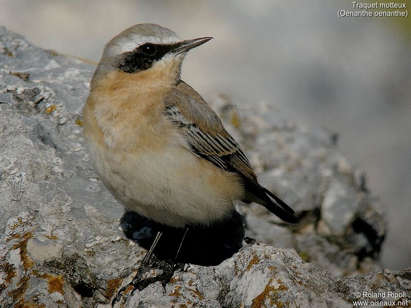 Northern Wheatear