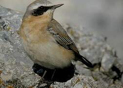 Northern Wheatear