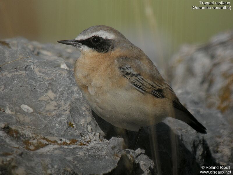 Northern Wheatear male