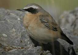 Northern Wheatear