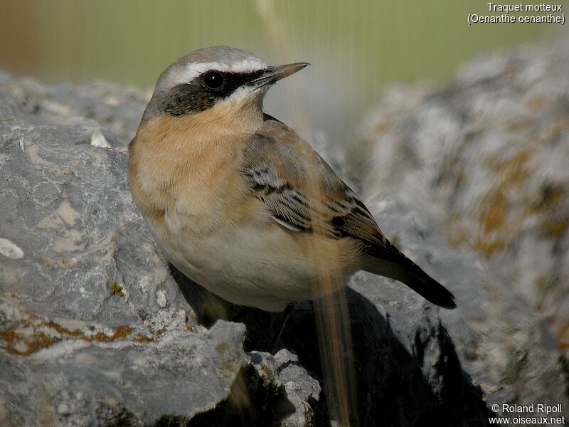 Northern Wheatear male