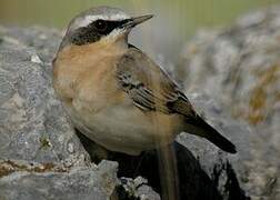 Northern Wheatear