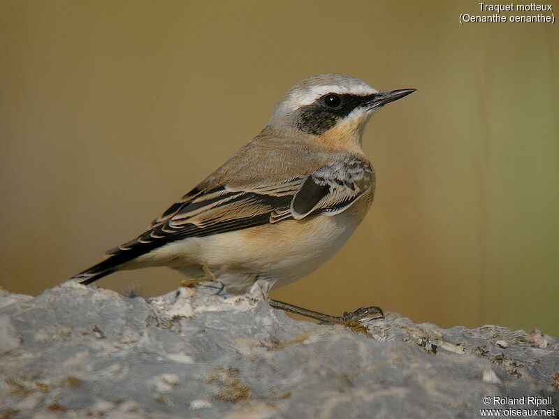 Northern Wheatear