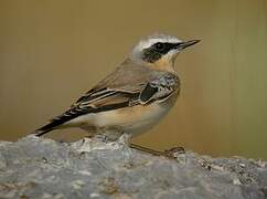 Northern Wheatear