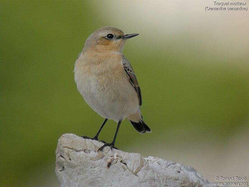 Northern Wheatear female