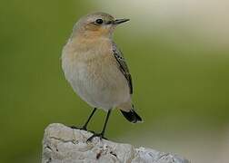 Northern Wheatear