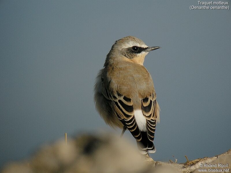 Northern Wheatear male