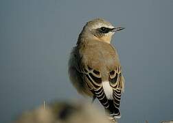 Northern Wheatear