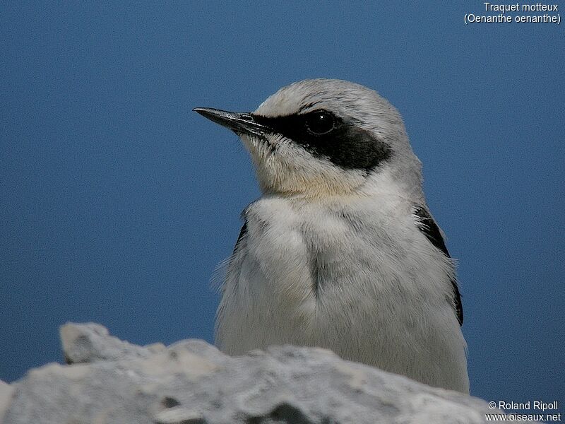 Northern Wheatear male