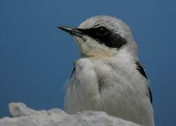 Northern Wheatear