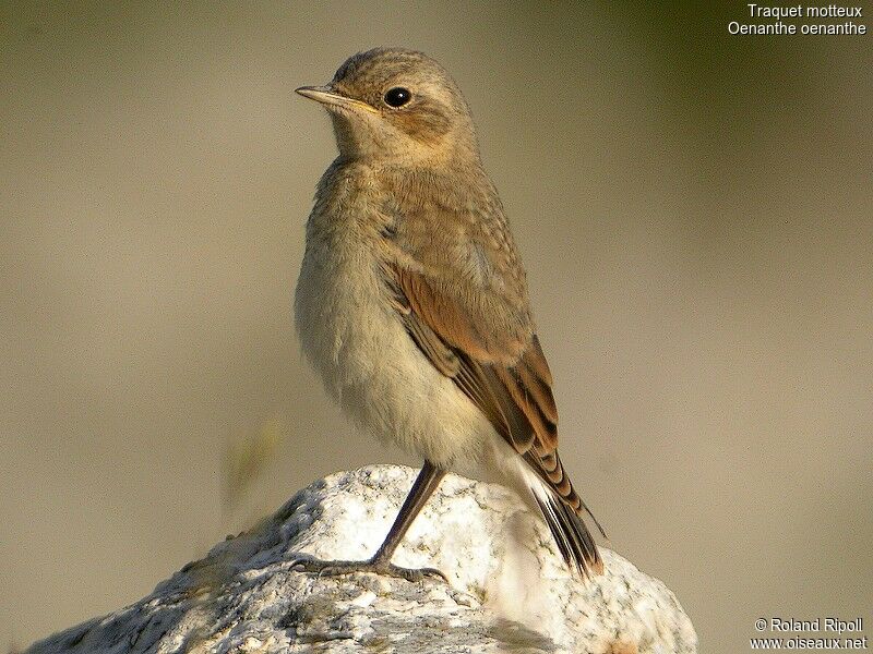 Northern WheatearFirst year