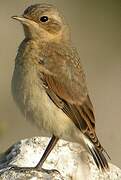 Northern Wheatear