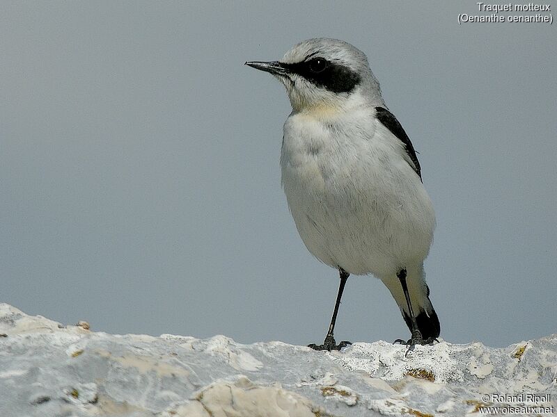 Northern Wheatear male