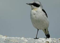 Northern Wheatear