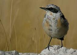 Northern Wheatear