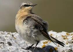 Northern Wheatear