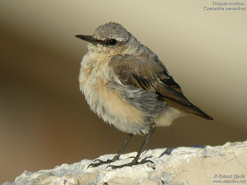 Northern Wheatearjuvenile