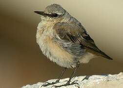 Northern Wheatear