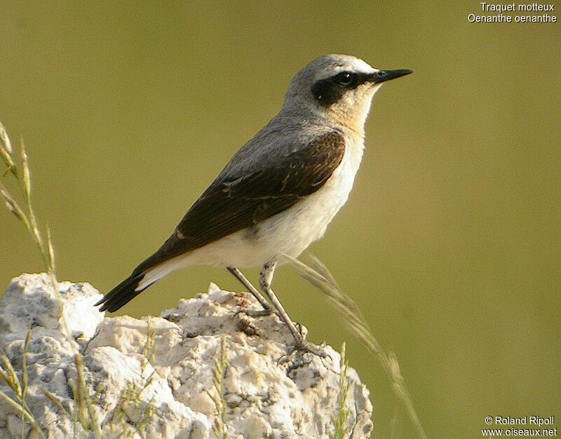 Northern Wheatear male adult breeding