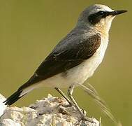 Northern Wheatear