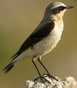 Northern Wheatear