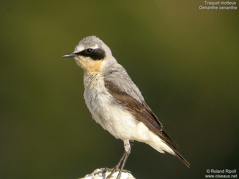 Northern Wheatear male adult breeding