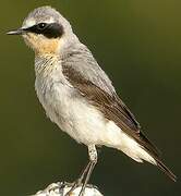 Northern Wheatear