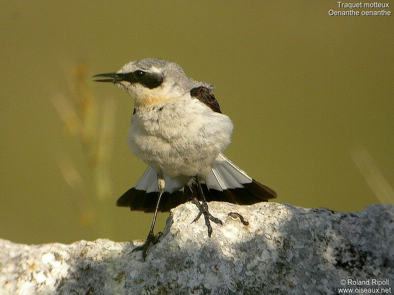 Northern Wheatear male adult breeding