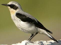 Northern Wheatear