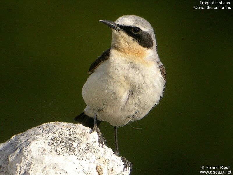 Northern Wheatear male adult breeding