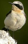 Northern Wheatear