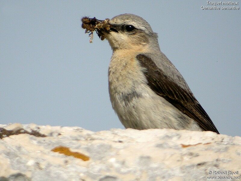 Northern Wheatear male adult breeding