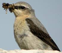 Northern Wheatear