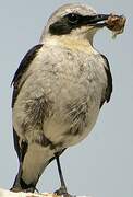 Northern Wheatear