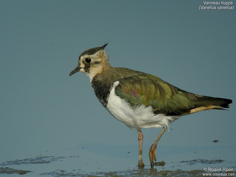 Northern Lapwingjuvenile