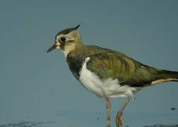 Northern Lapwing