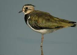 Northern Lapwing